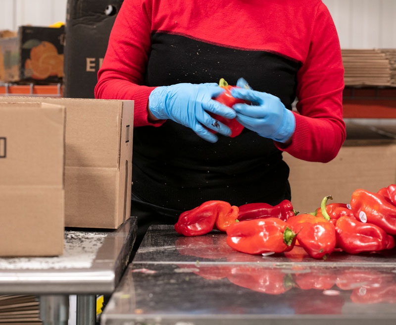 agri employee packing red bell peppers into boxes