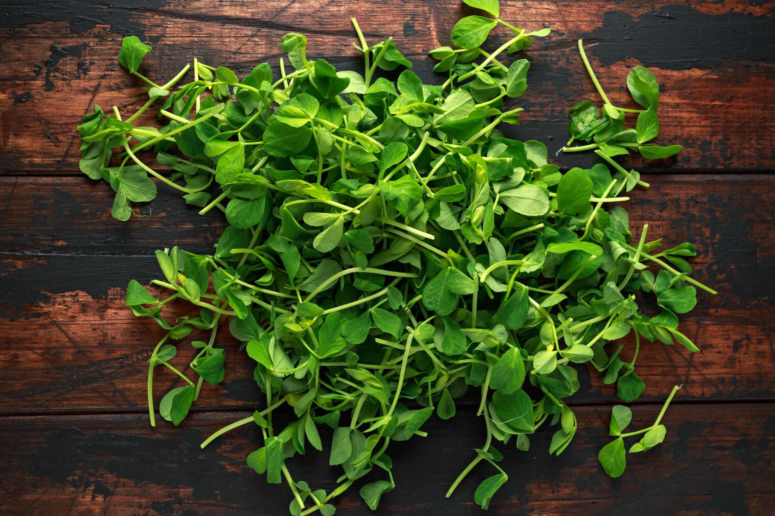 Snow Pea Sprouts For Restaurants