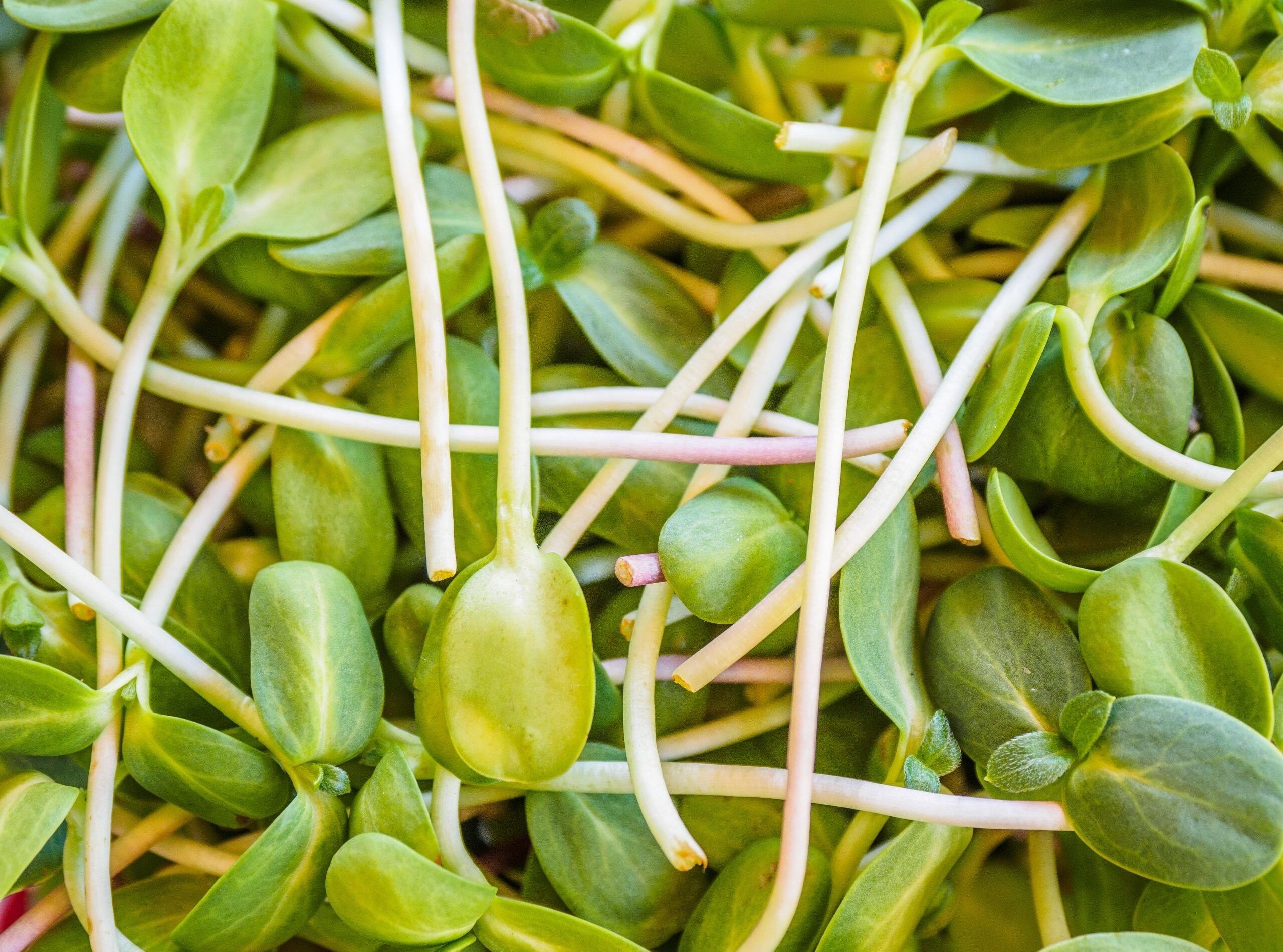 green sprouts