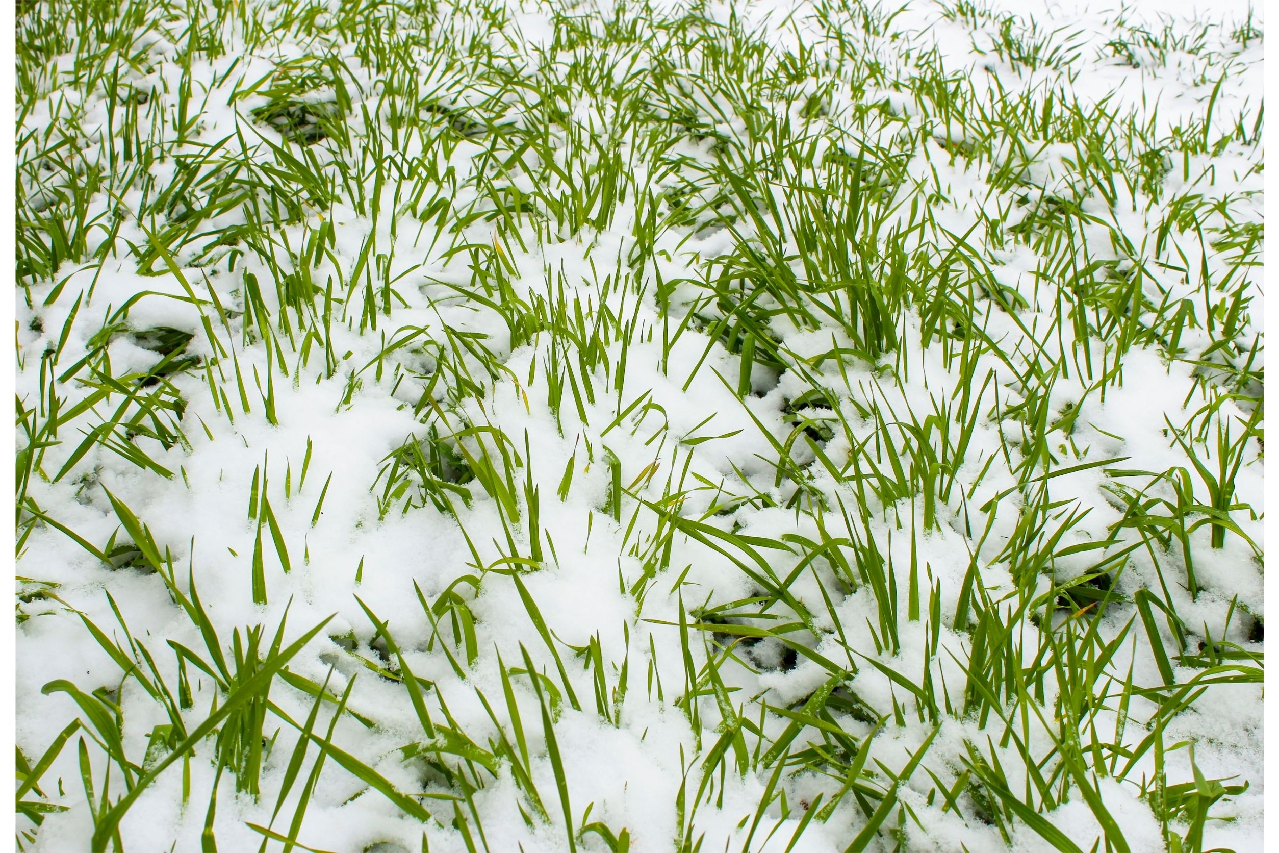 grass under winter snow