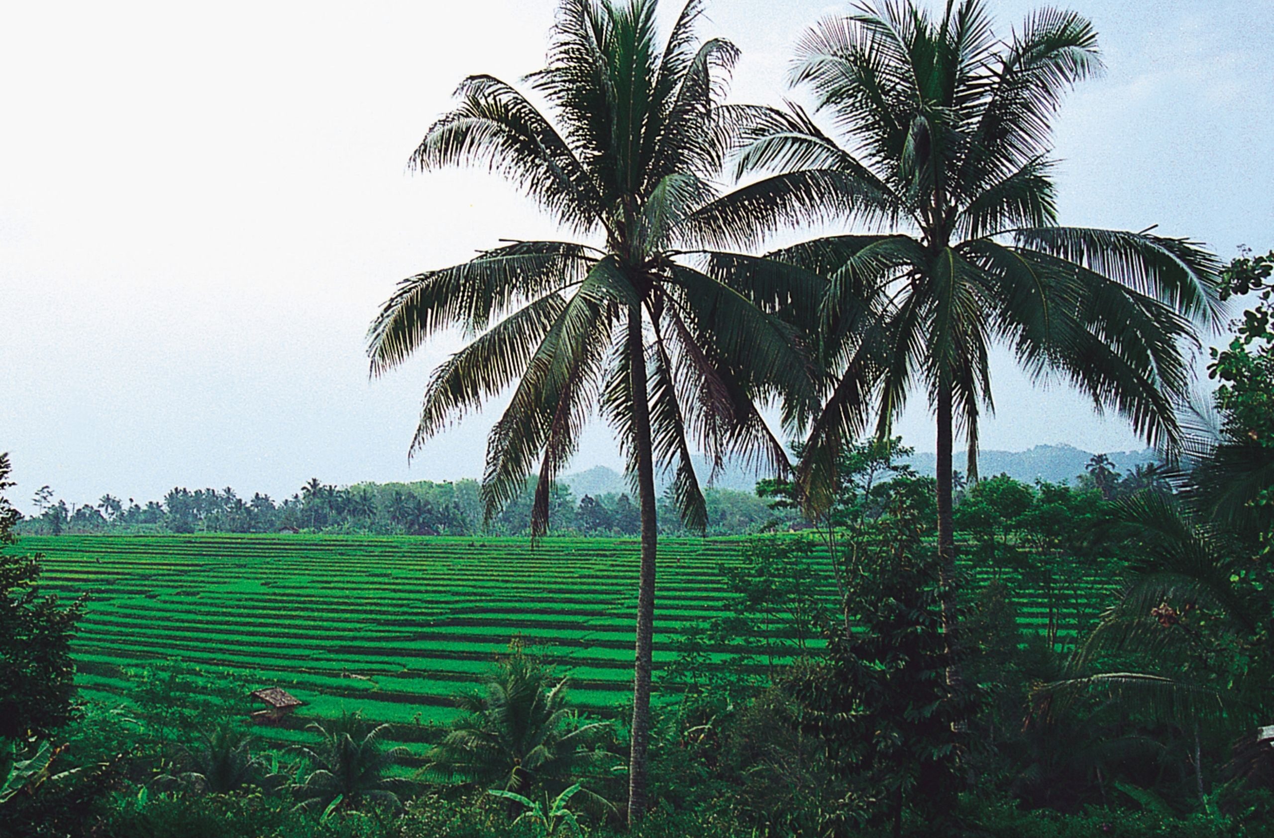 palm trees and green farm land