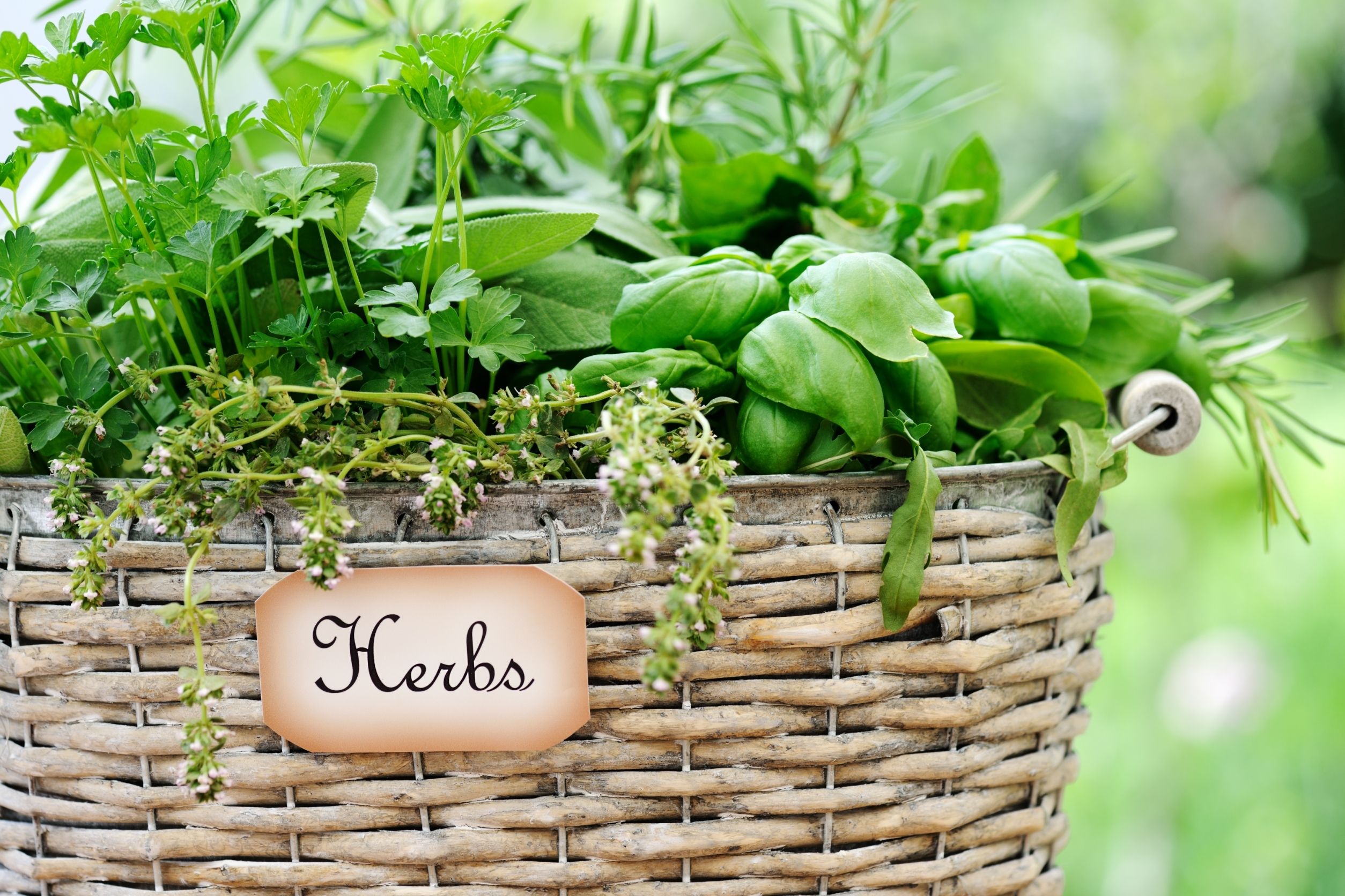 fresh herbs, producer supplier
