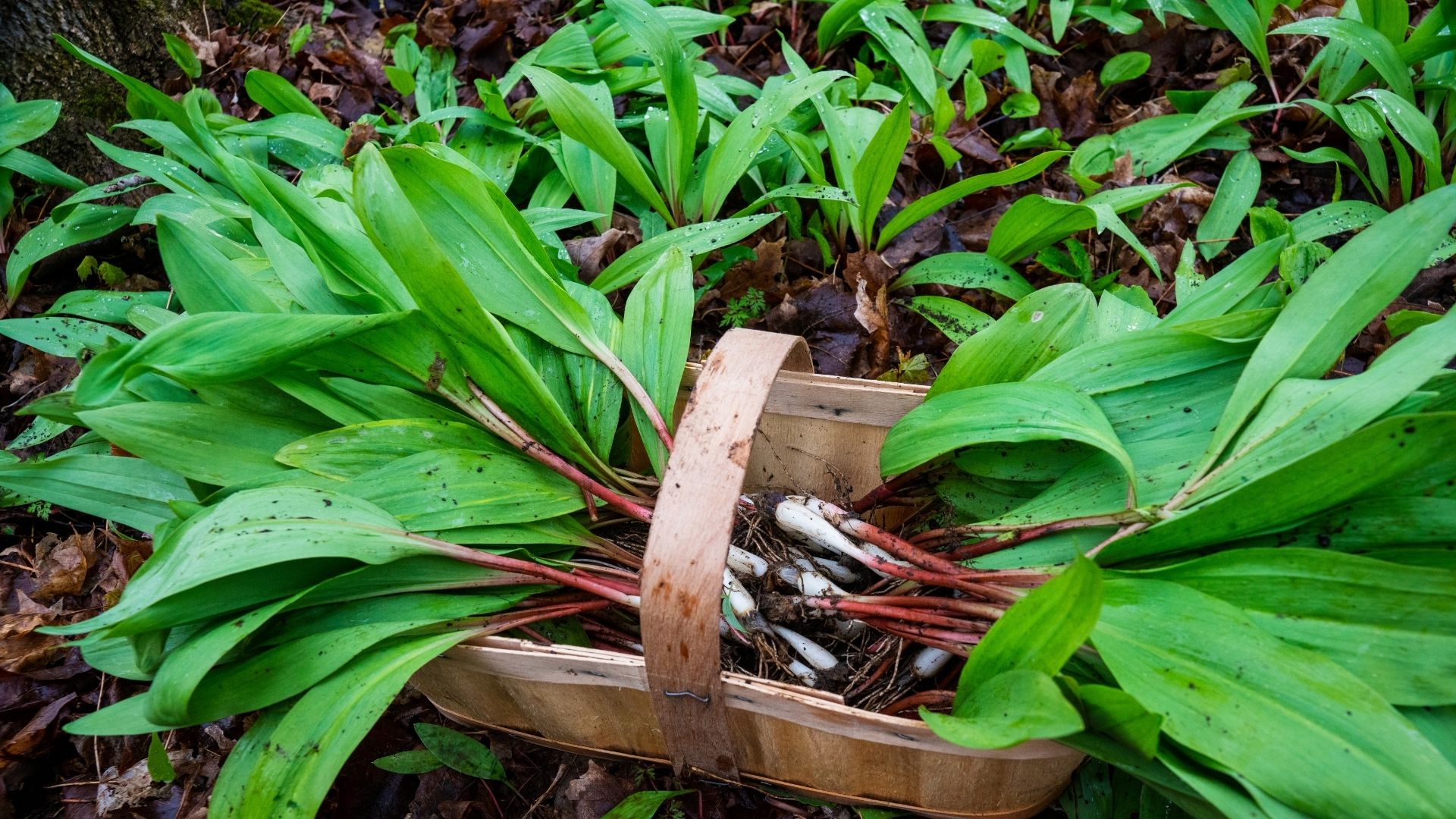 wild ramp onion being picked into a basket in the damp forest