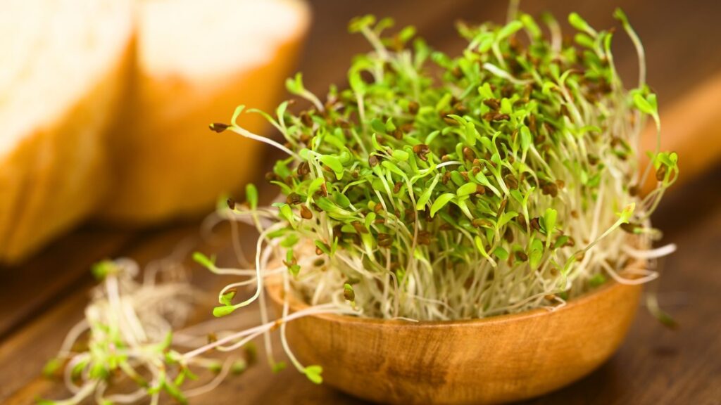 alfalfa sprouts sit on a wooden spoon getting ready to be served