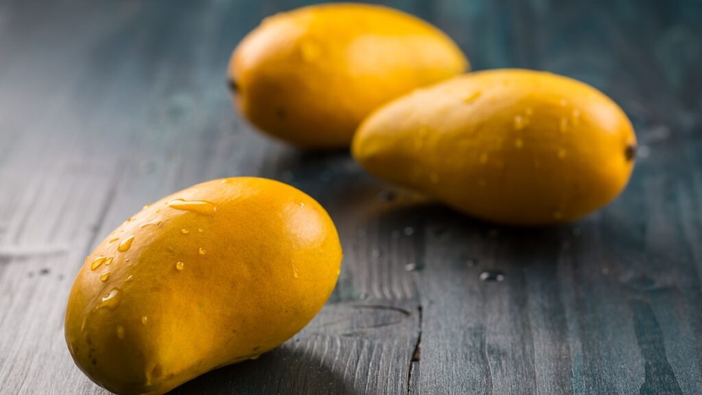 freshly picked ataulfo haitian mangos mangoes sitting wet on a table