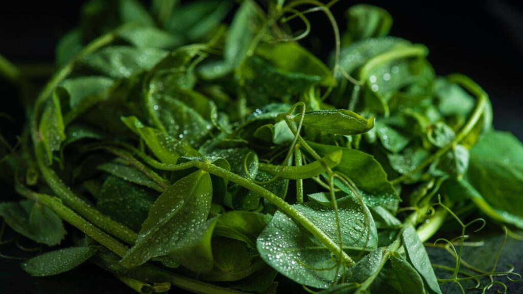 close up of misty pea tendrils bundled up together