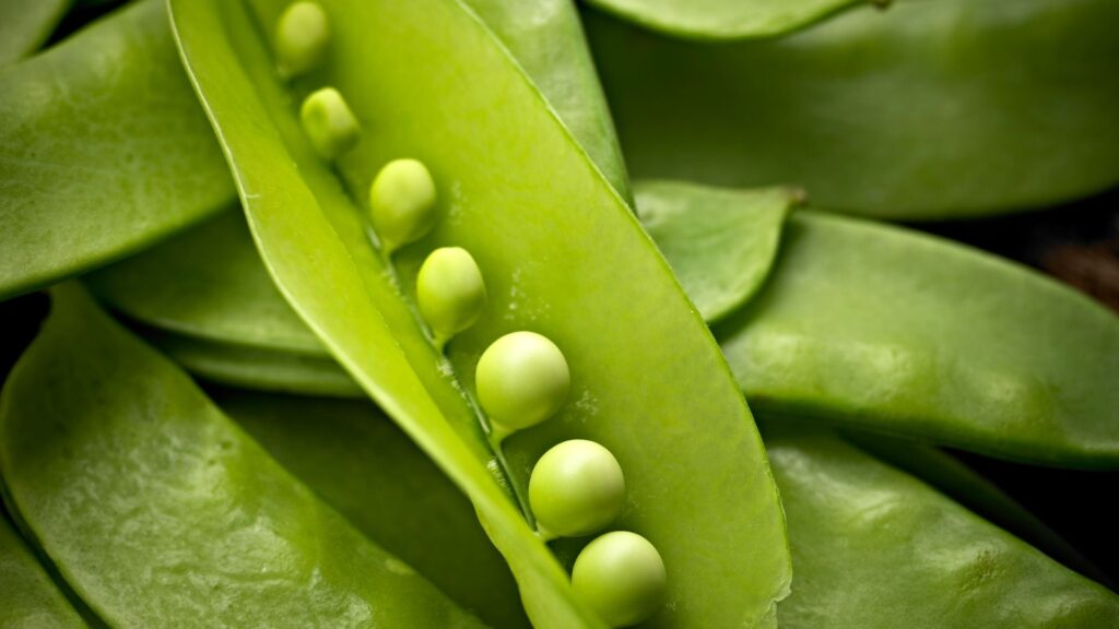 snow peas being opened for display with other snow peas closed underneath