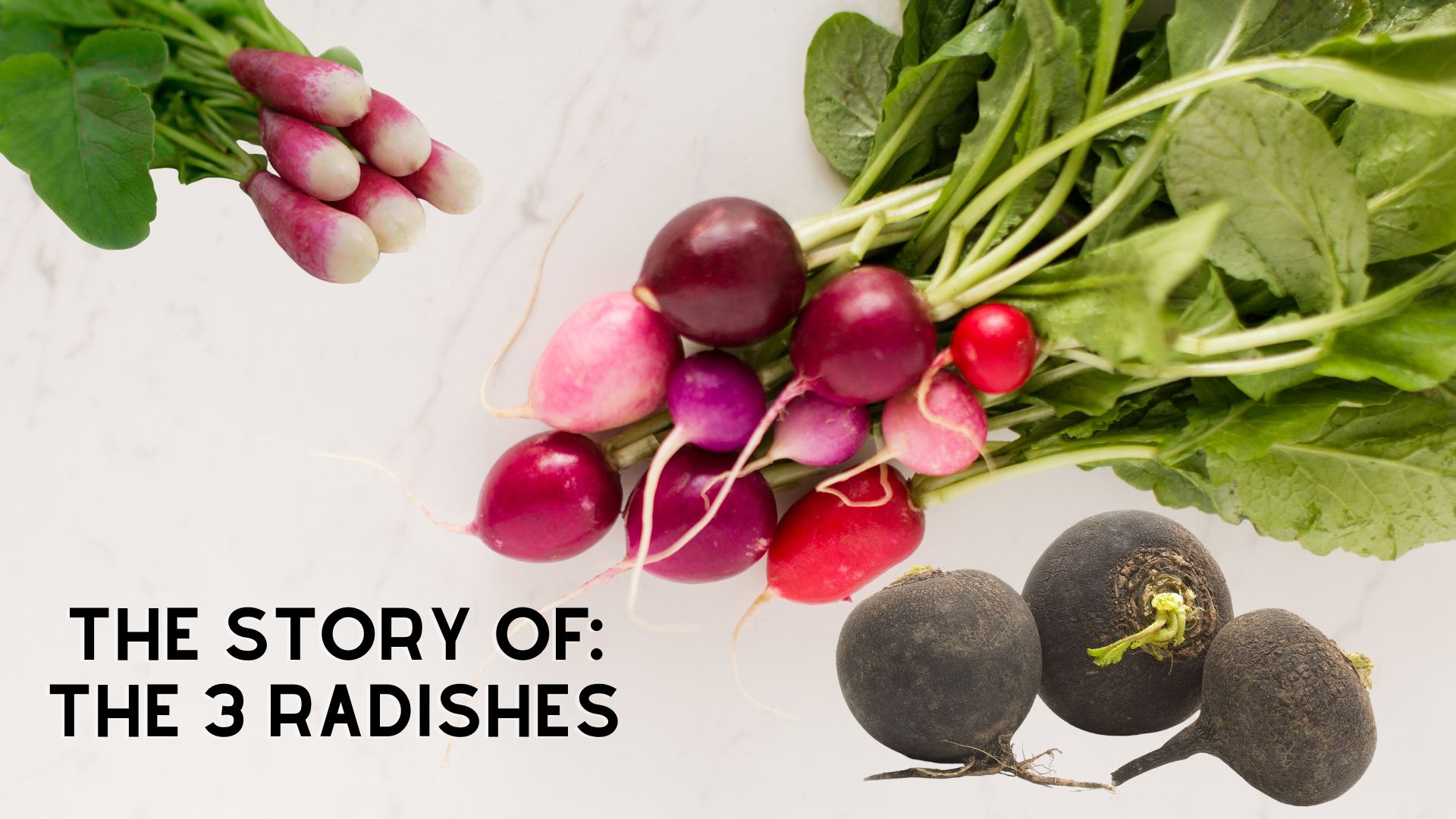 a cover art for the story of the the three radishes featuring French Breakfast Radish Easter Egg Radish and Black Radish