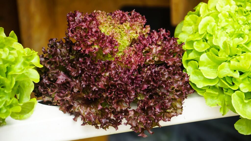 red oak baby gem lettuce sits in between other green lettuces on a shelf for preparation