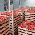 wholesale distributors farm warehouse filled with crates of tomatoes ready to be sent to suppliers