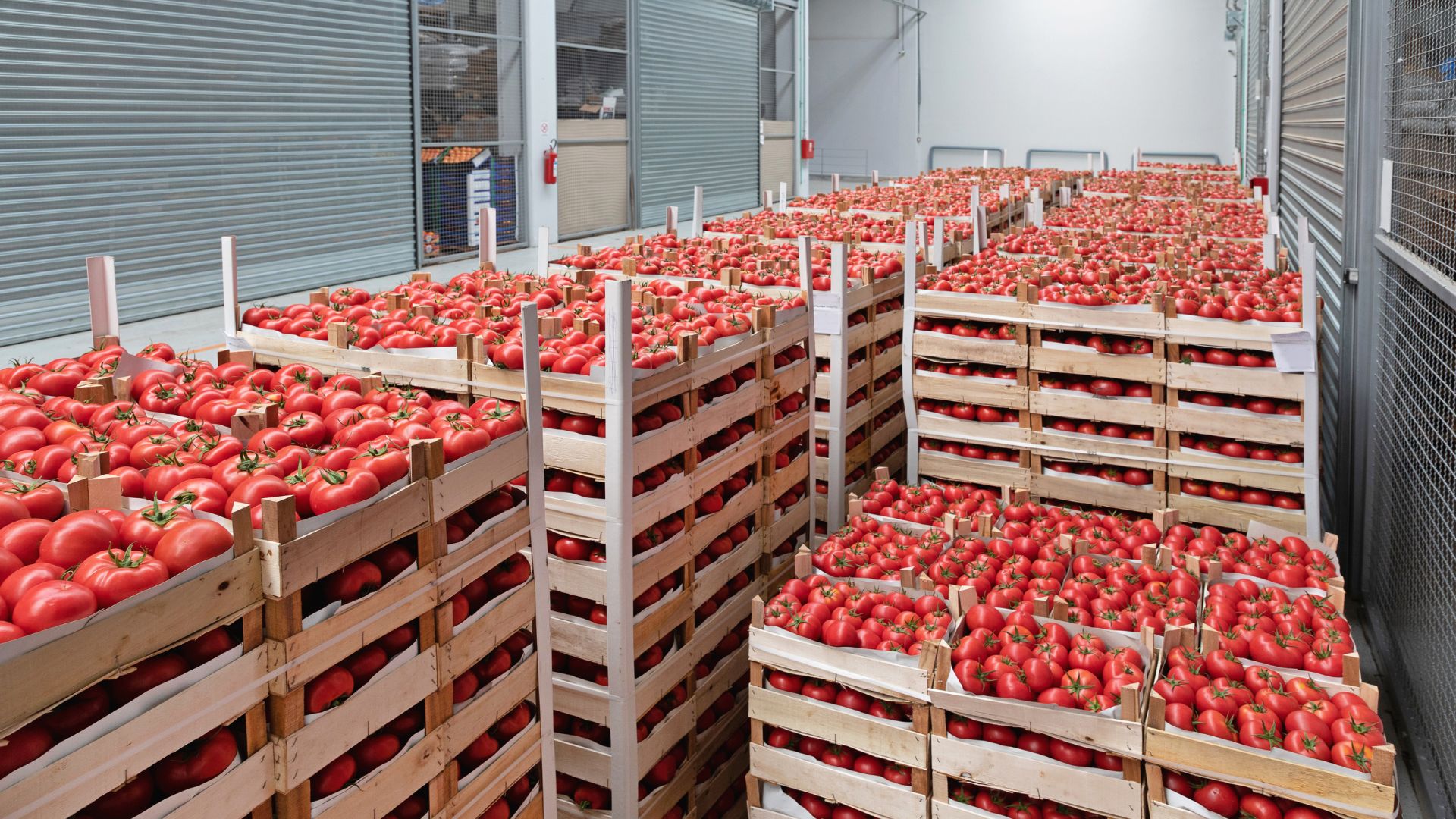 wholesale distributors farm warehouse filled with crates of tomatoes ready to be sent to suppliers