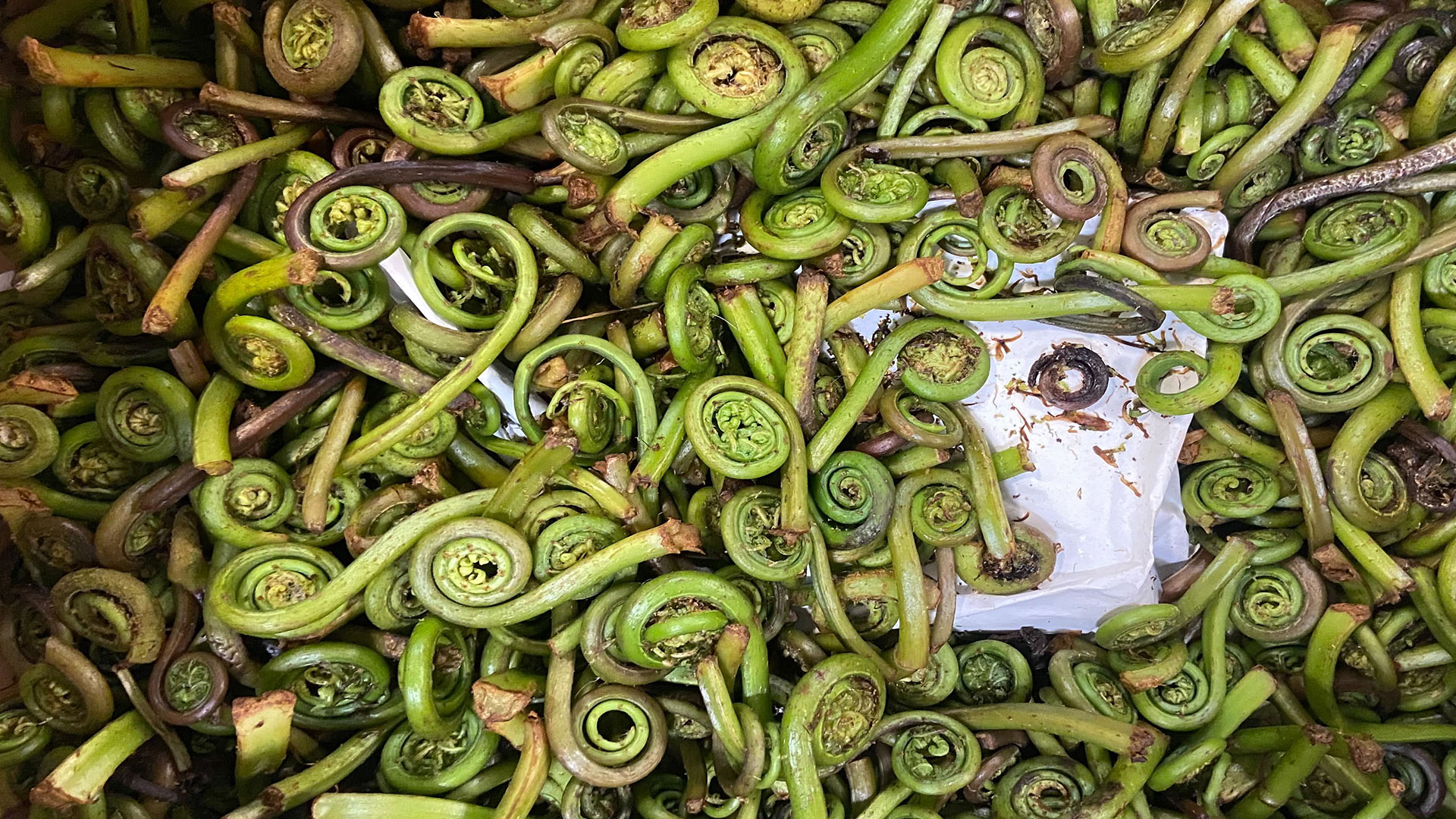 bed of green produce