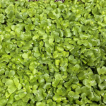 bed of green produce