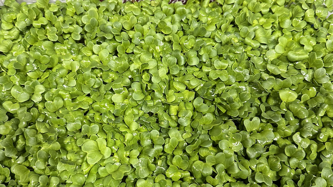 bed of green produce